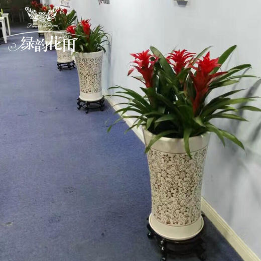 鸿运当头（3株） 商品图2