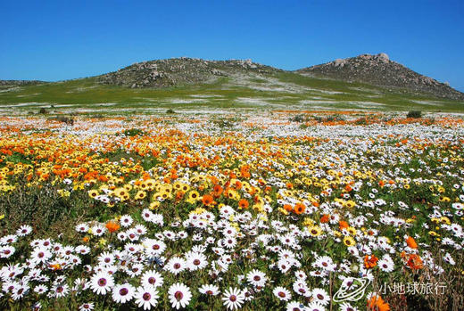 南非坦桑尼亚多肉与野兽迁徙  付款 商品图0