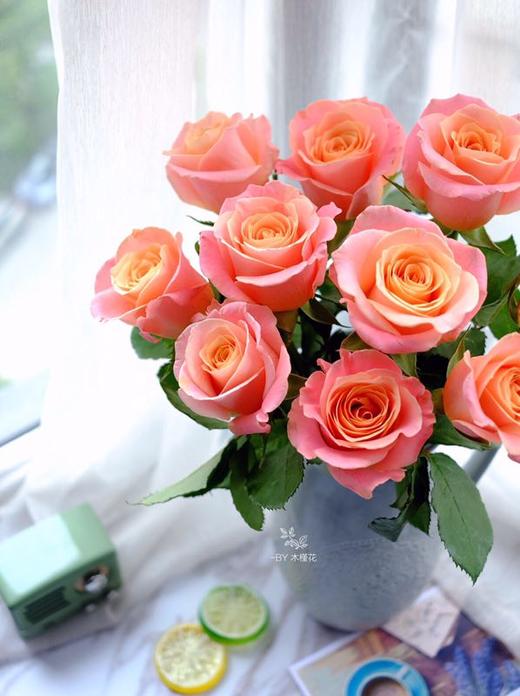 【秒杀福利】猪小姐  20枝/扎 商品图0