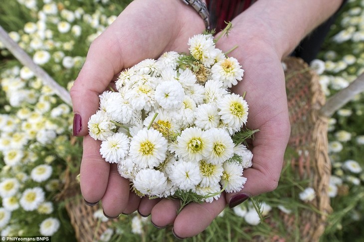 罗马洋甘菊精油 - 进口 英国洋甘菊庄园