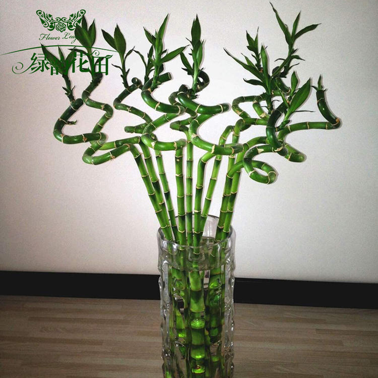 竹节盆栽,文竹盆栽_大山谷图库