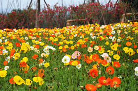 【春游季】4月23日周日杨梅小镇爬山赏花放风筝周末亲子行！