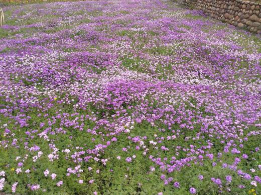 【春游季】4月23日周日杨梅小镇爬山赏花放风筝周末亲子行！ 商品图5