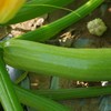 生态西葫芦 | 绿家自产* Eco-zucchini | Self-production 商品缩略图3