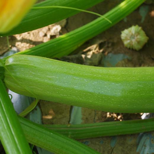 生态西葫芦 | 绿家自产* Eco-zucchini | Self-production 商品图3