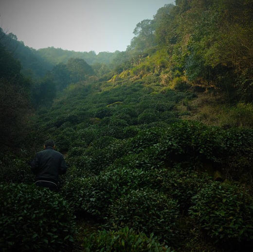 百年老枞 狮峰龙井 2017早春群体种头摘 商品图1