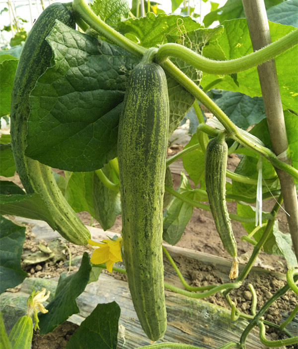 本地黄瓜(500g左右) - 鲜季农场