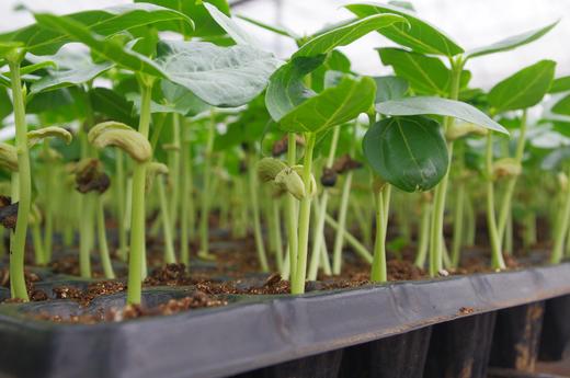 农园活动 |邀你一起来农耕 商品图1