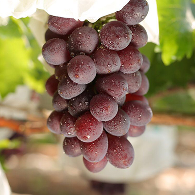 向葡萄 精品玫瑰香 5斤装