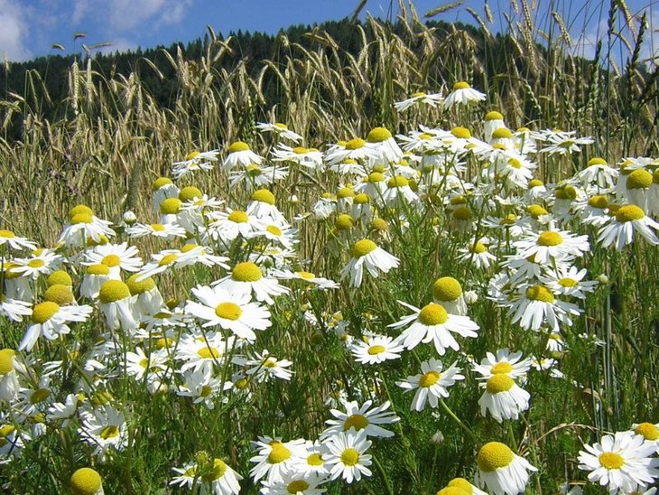 罗马洋甘菊纯露 - 英国洋甘菊庄园 有机 进口 好喝