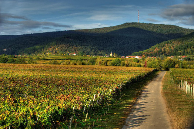 普朗酒庄普朗温勒内日晷园雷司令迟摘白葡萄酒,德国 莫舍尔 joh.jos.