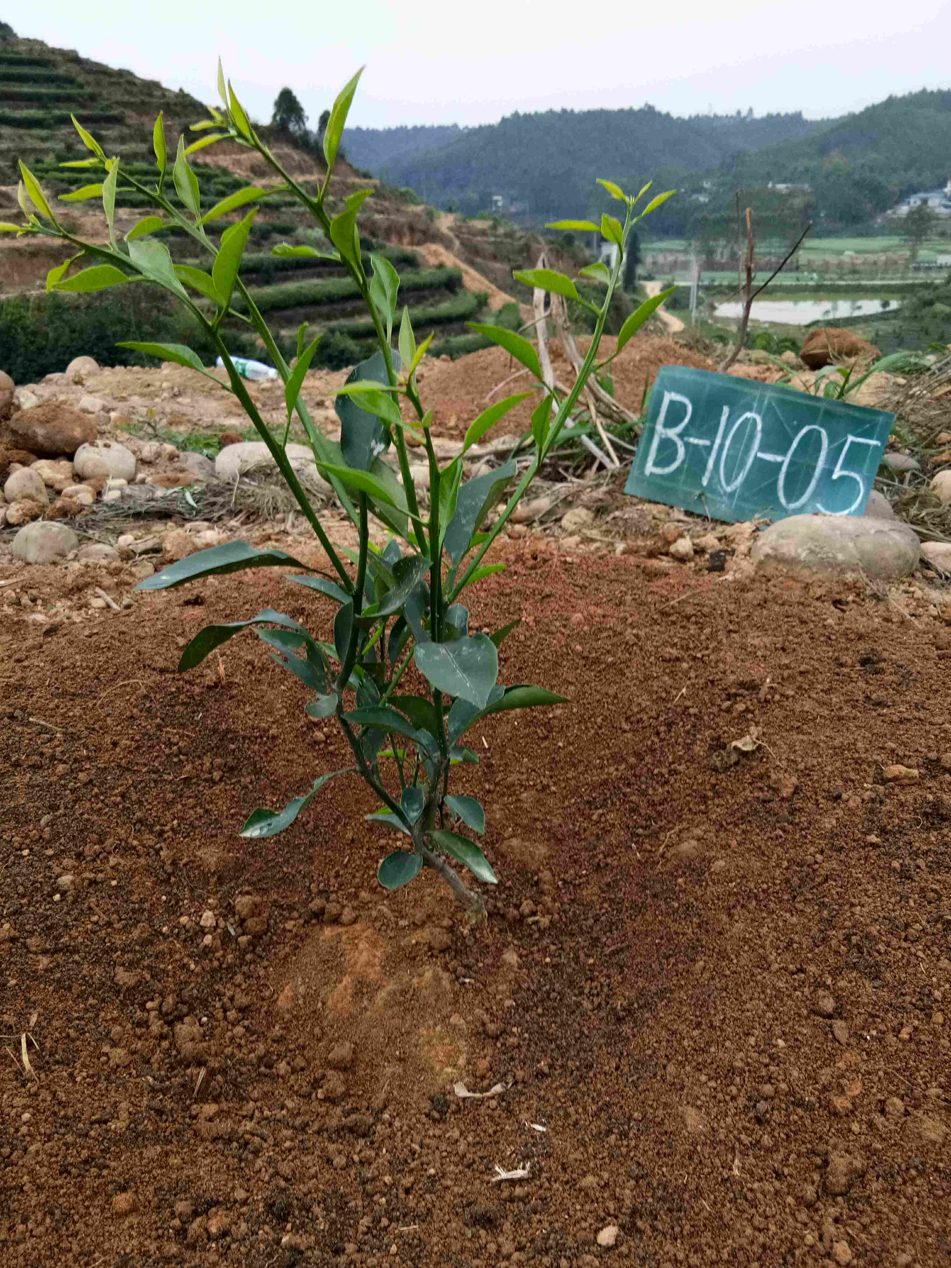 大雅石柑预订果