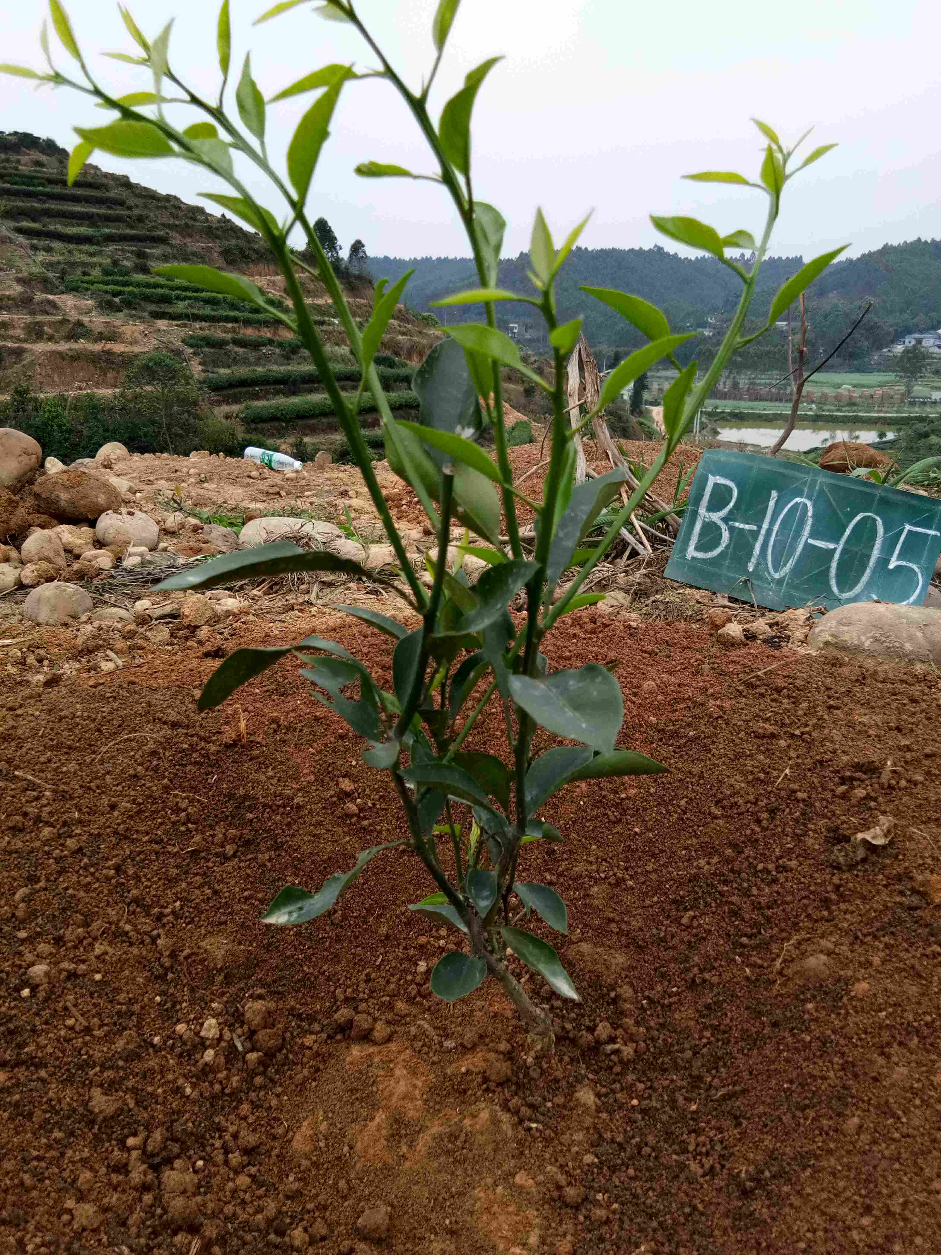 大雅石柑预订果