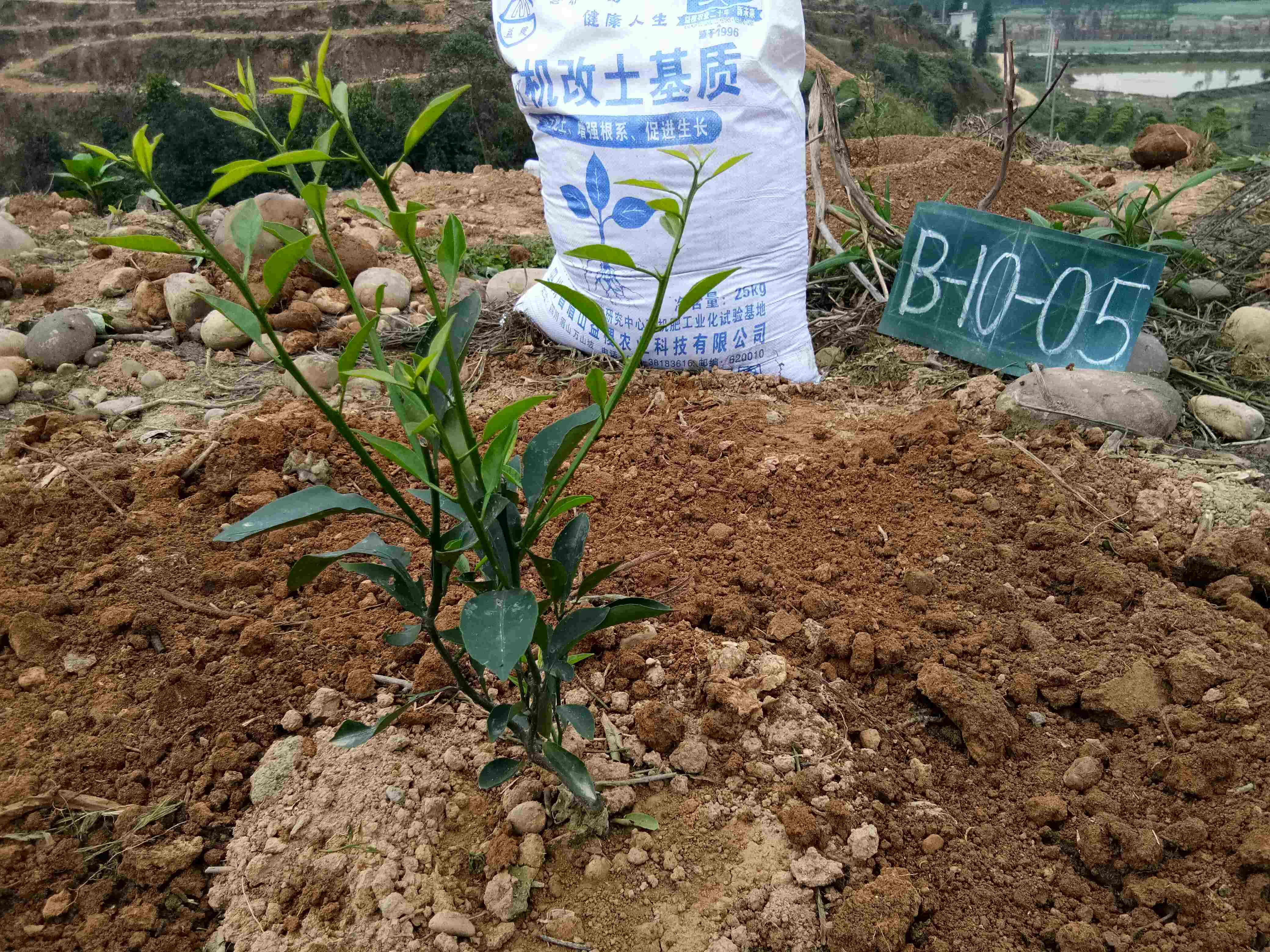 大雅石柑预订果