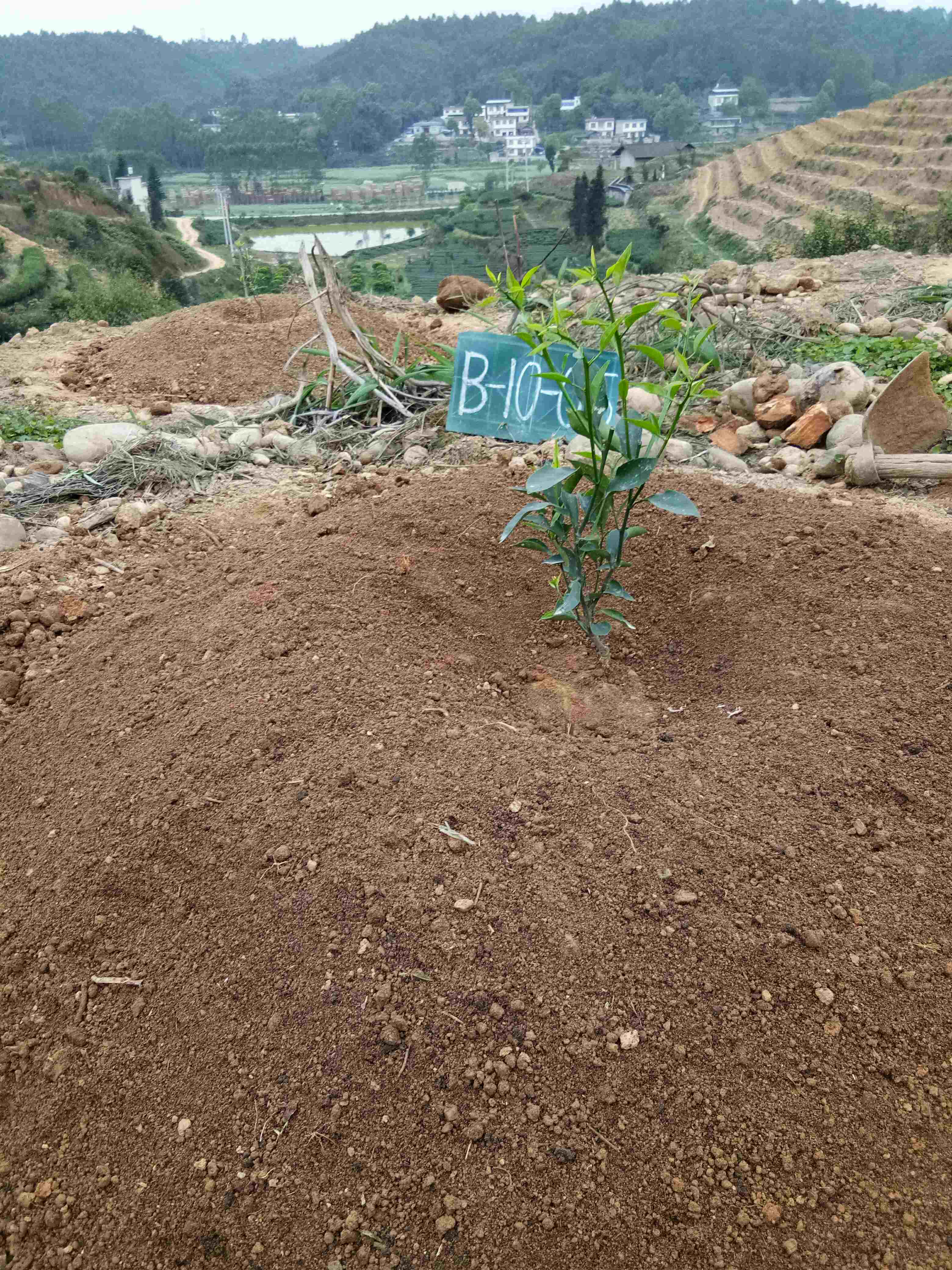 大雅石柑预订果