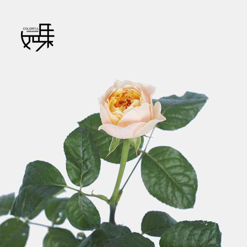 黄蝴蝶奥斯汀玫瑰(黄色渐变)10支/束