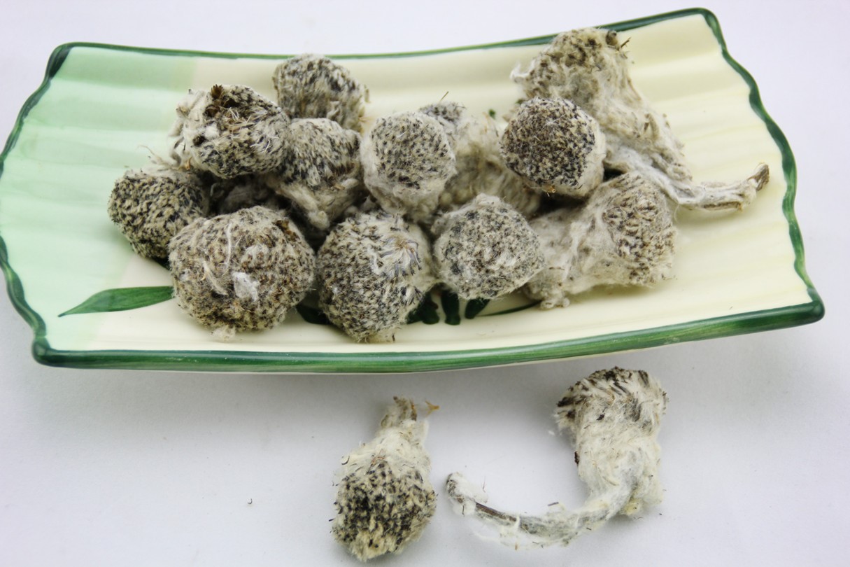 稻城亚丁特产 雪莲花