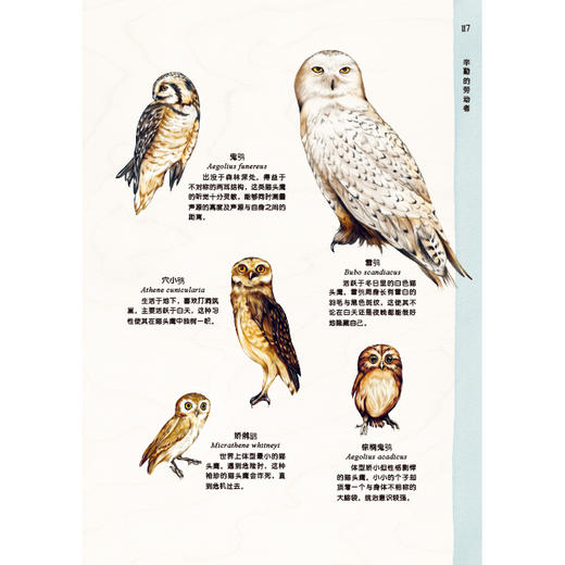 动物如友邻：生而为人的自我修养 商品图3