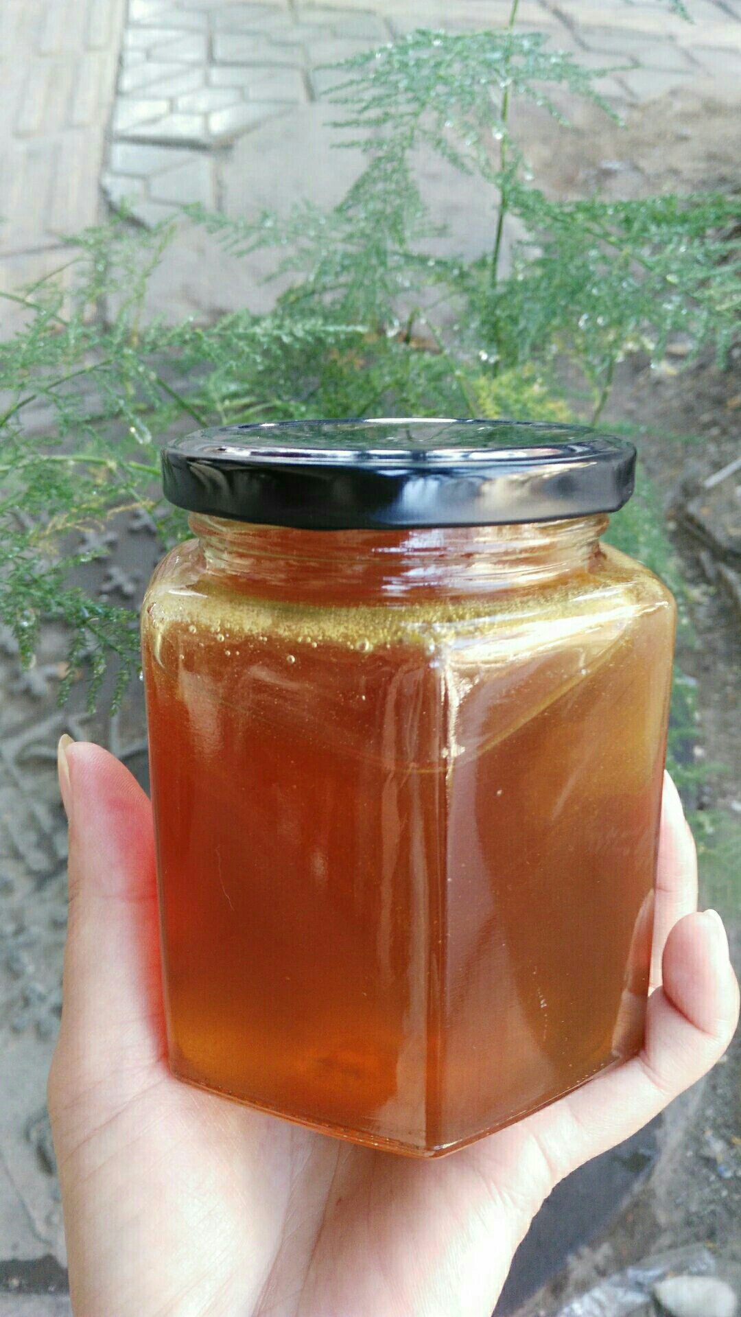 缅甸马叉蜂 野生蜂蜜 500克/瓶 玻璃瓶装 健康养颜