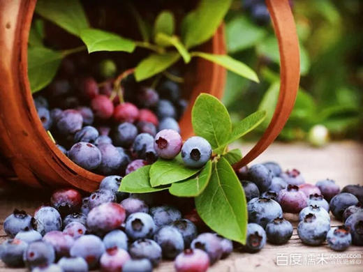 【川妈网报名】5月13日周六上午双流蓝莓采摘吃个饱！ 商品图1