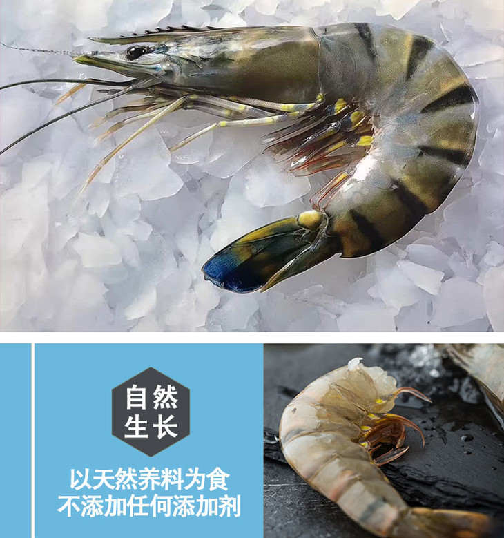 马达加斯加海虎虾运费包邮