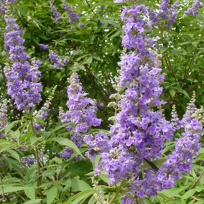 摩洛哥坚果油 阿甘油 抗老淡纹 滋润光滑 护发顺直