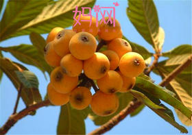 【妈网】5.28【科博馆发车途径陆家】苏州西山采枇杷明月村古镇一日游