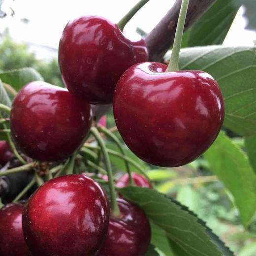 黑珍珠大樱桃,温室大棚种植,顺丰空运包邮,无激素无药残,孕产妇婴幼儿
