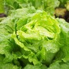 生态生菜 | 绿家自产*ecological lettuce | Self-production 商品缩略图0