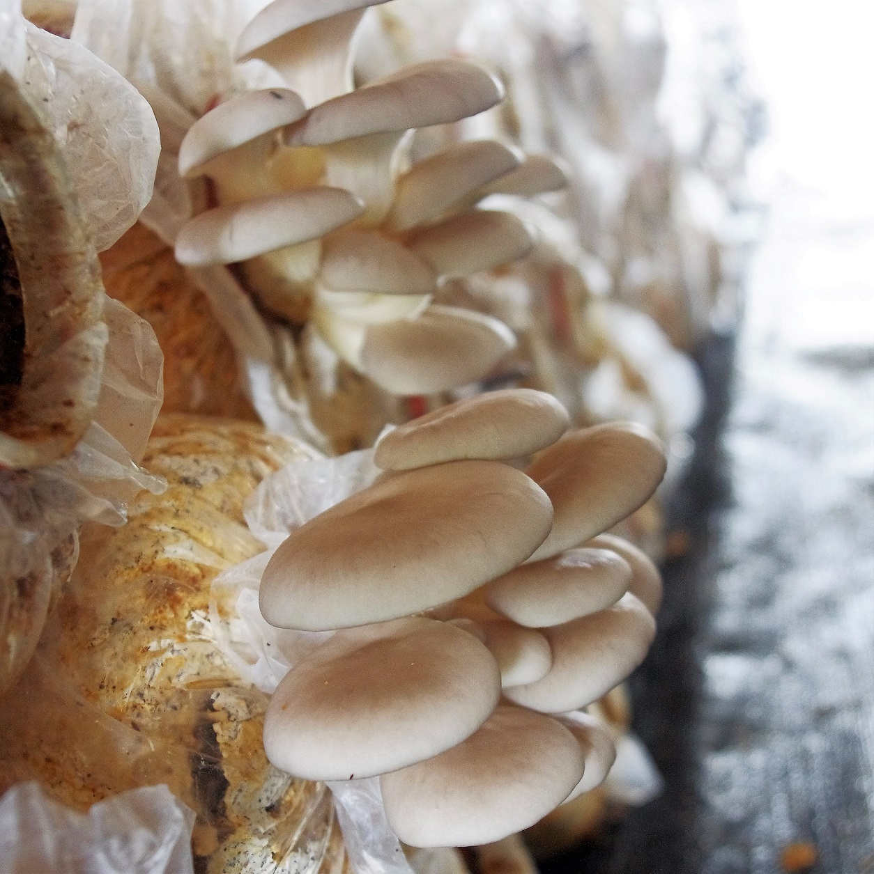 生态平菇 | 绿家自产* eco- oyster mushroom | self-production