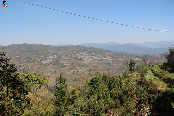 【茶山行】访临沧勐库十八寨之——大户赛,公弄小户赛