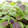 生态苋菜 | 绿家自产*Eco-amaranth | Self-production 商品缩略图1