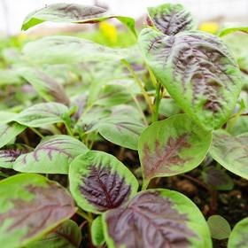 生态苋菜 | 绿家自产*Eco-amaranth | Self-production