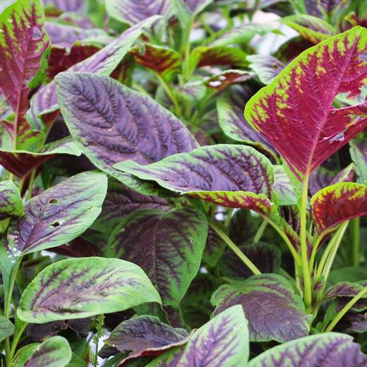 生态苋菜 | 绿家自产*Eco-amaranth | Self-production 商品图2