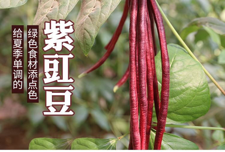 富含花青素 新鲜紫豇豆 400g