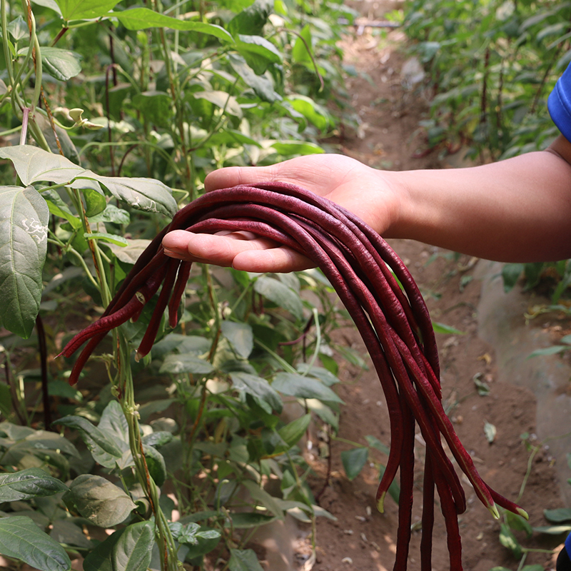 富含花青素 新鲜紫豇豆 400g