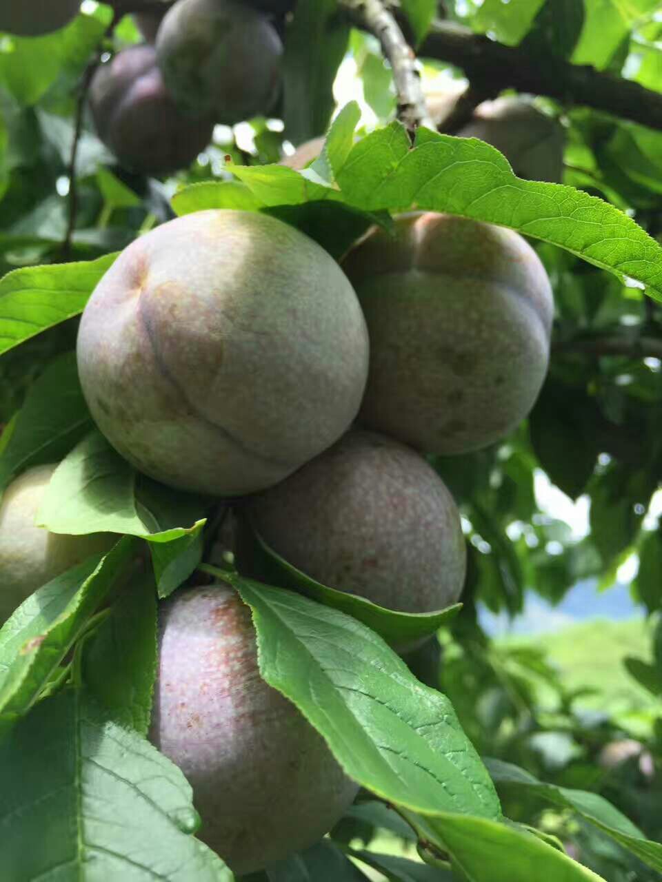 10元每斤,正宗三华梨,不包邮