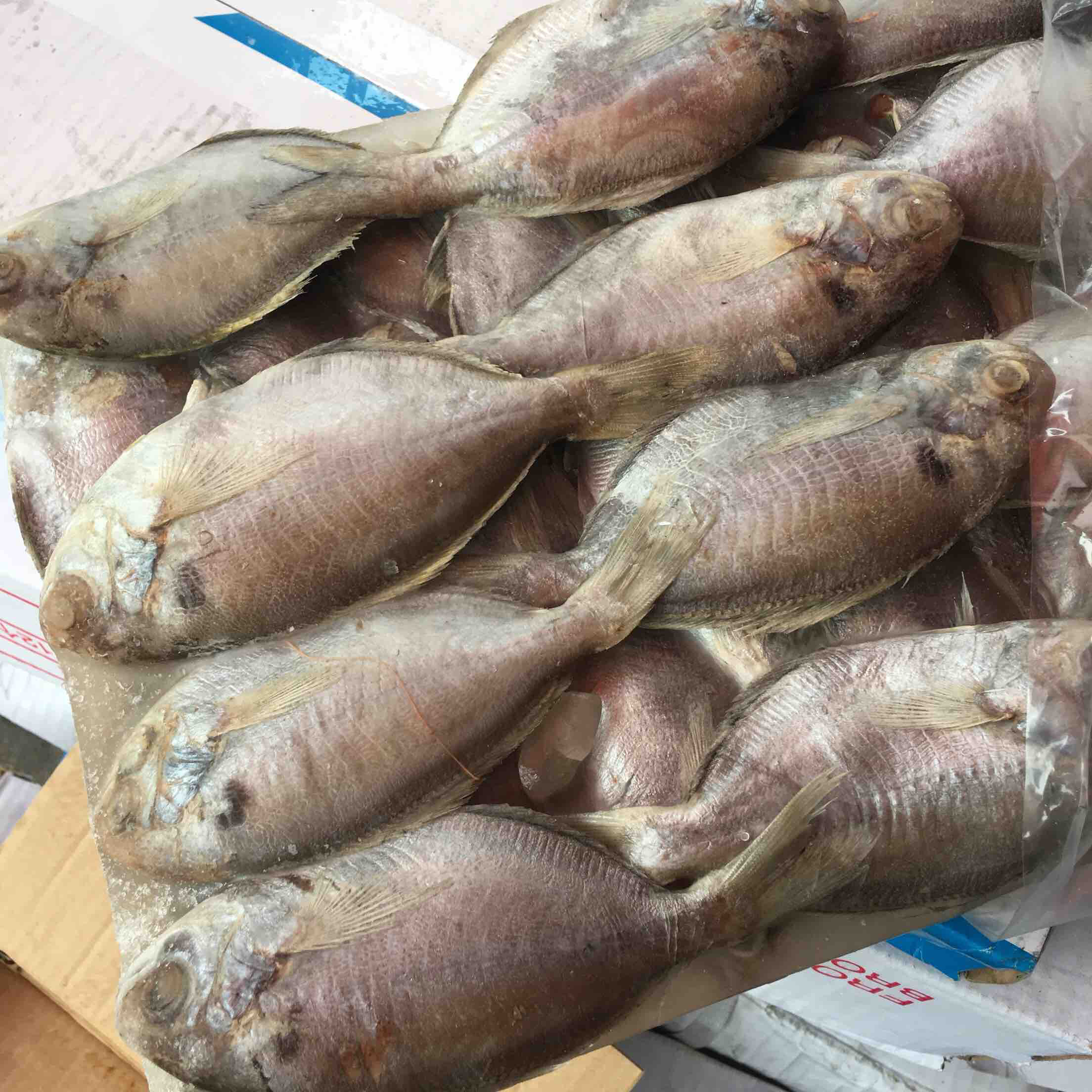 南鲳鱼 3.5公斤 化冻后6斤