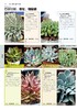 新书现货包邮！！《1200种多肉植物图鉴》彩图版养花卉盆栽培技巧 常见多肉植物书 生活家庭的花园养花工具指南书籍 商品缩略图1