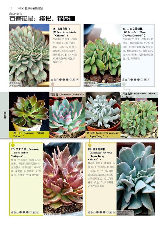 新书现货包邮！！《1200种多肉植物图鉴》彩图版养花卉盆栽培技巧 常见多肉植物书 生活家庭的花园养花工具指南书籍 商品图1