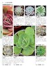 新书现货包邮！！《1200种多肉植物图鉴》彩图版养花卉盆栽培技巧 常见多肉植物书 生活家庭的花园养花工具指南书籍 商品缩略图2