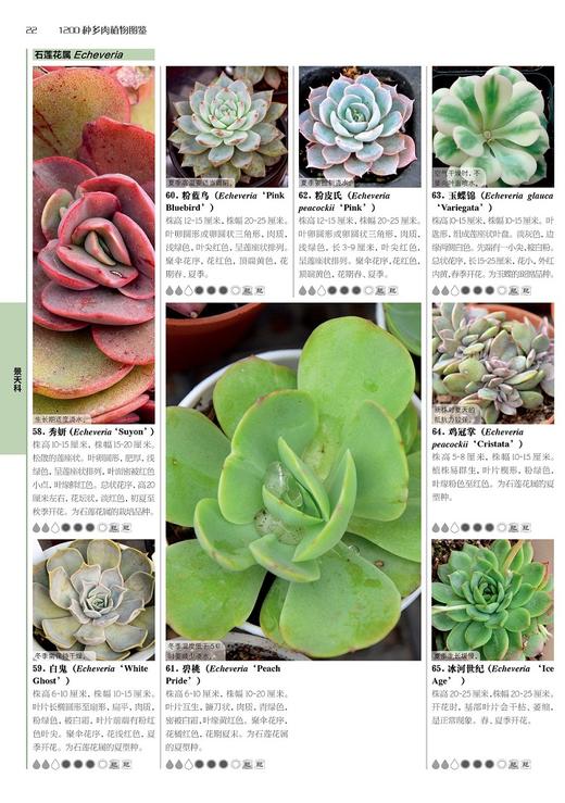新书现货包邮！！《1200种多肉植物图鉴》彩图版养花卉盆栽培技巧 常见多肉植物书 生活家庭的花园养花工具指南书籍 商品图2