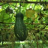 生态蜜本南瓜（切块） | 绿家自产*Eco-pumpkin | Self-production 商品缩略图3