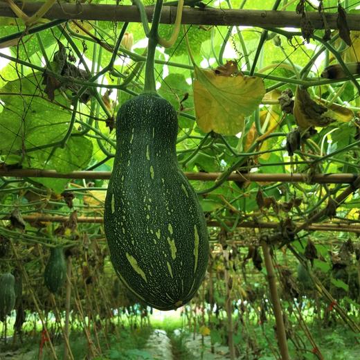 生态蜜本南瓜（切块） | 绿家自产*Eco-pumpkin | Self-production 商品图3