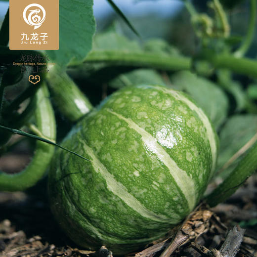 木公山高山绿色无公害南瓜500g