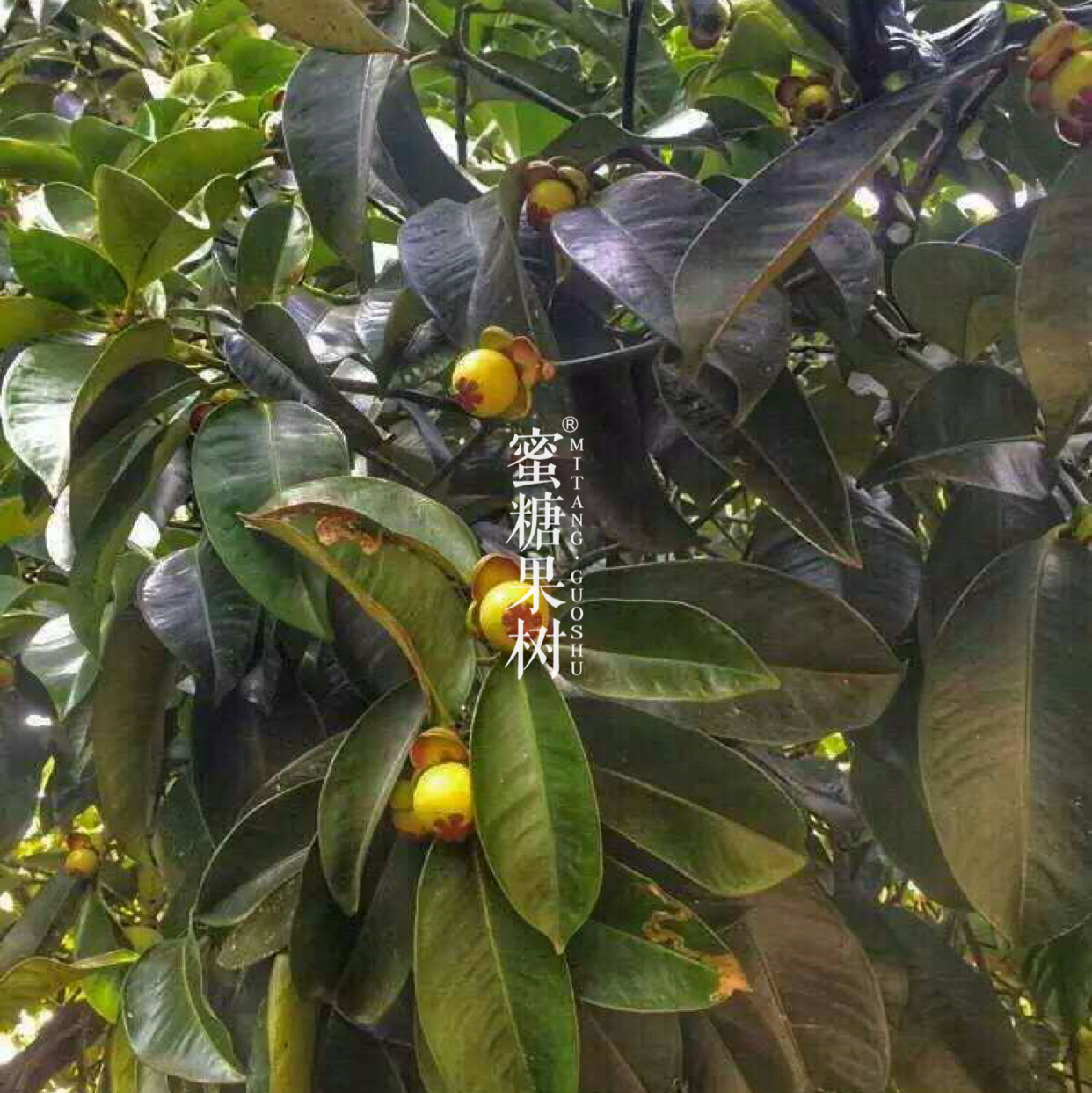 【端午福利第三波】【老树麻竹】【泰国直采】甄选节日款,个头更大,不