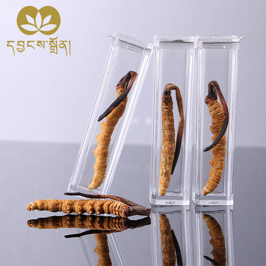 1000条虫草-央珍虫草 商品图0