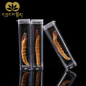 1700条虫草-央珍虫草