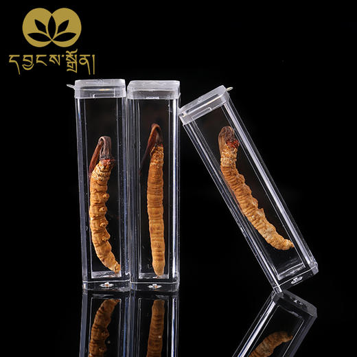 1700条虫草-央珍虫草 商品图0
