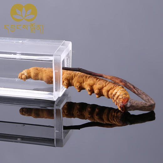 1500条虫草-央珍虫草 商品图0
